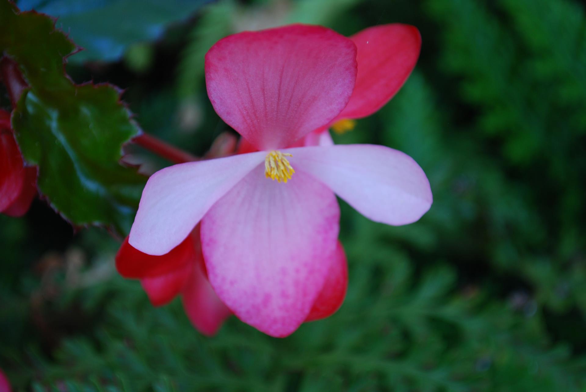 Pink Flower